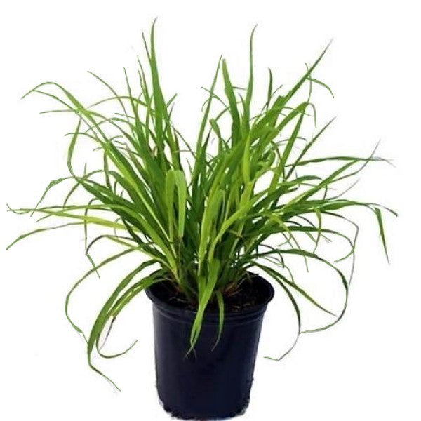 Lemongrass plant clearance online