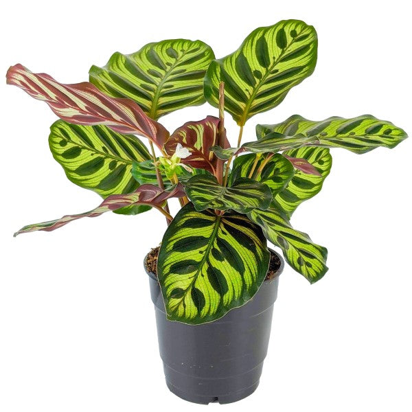 Calathea Makoyana, Cathedral Windows Dubai Uae Best Online Plants