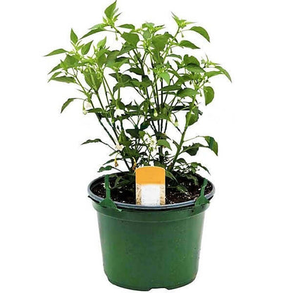 Hot Chili Plant - www.Greenie.ae Buy online Best and Healthy Plants and quality products guarantee in Dubai Plants Shop in Dubai Abu Dhabi all over UAE Plants near me Fresh Plants in Dubai where to buy plants in UAE - Greenie.ae