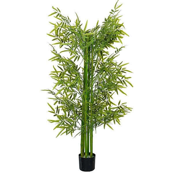 Bambus Green, Tropical Bamboo - www.Greenie.ae Buy online Best and Healthy Plants and quality products guarantee in Dubai Plants Shop in Dubai Abu Dhabi all over UAE Plants near me Fresh Plants in Dubai where to buy plants in UAE - Greenie.ae