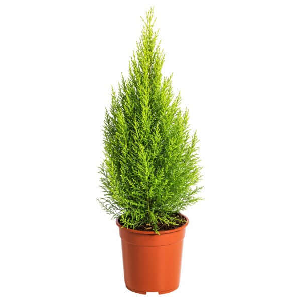 Goldcrest Wilma, Cupressus macrocarpa, Lemon Cyperus - www.Greenie.ae Buy online Best and Healthy Plants and quality products guarantee in Dubai Plants Shop in Dubai Abu Dhabi all over UAE Plants near me Fresh Plants in Dubai where to buy plants in UAE - Greenie.ae