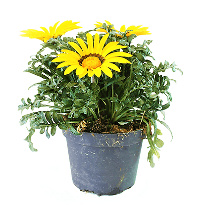 Gazania Flowering Plants - www.Greenie.ae Buy online Best and Healthy Plants and quality products guarantee in Dubai Plants Shop in Dubai Abu Dhabi all over UAE Plants near me Fresh Plants in Dubai where to buy plants in UAE - Greenie.ae