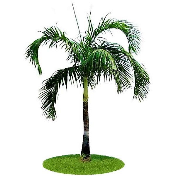 Carpentaria Palm, Carpentaria Acuminata - www.Greenie.ae Buy online Best and Healthy Plants and quality products guarantee in Dubai Plants Shop in Dubai Abu Dhabi all over UAE Plants near me Fresh Plants in Dubai where to buy plants in UAE - Greenie.ae