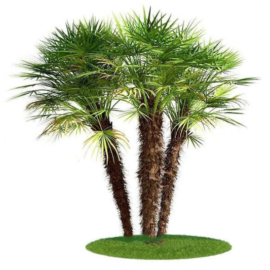 European Fan Palm, Chamaerops Humilis - www.Greenie.ae Buy online Best and Healthy Plants and quality products guarantee in Dubai Plants Shop in Dubai Abu Dhabi all over UAE Plants near me Fresh Plants in Dubai where to buy plants in UAE - Greenie.ae