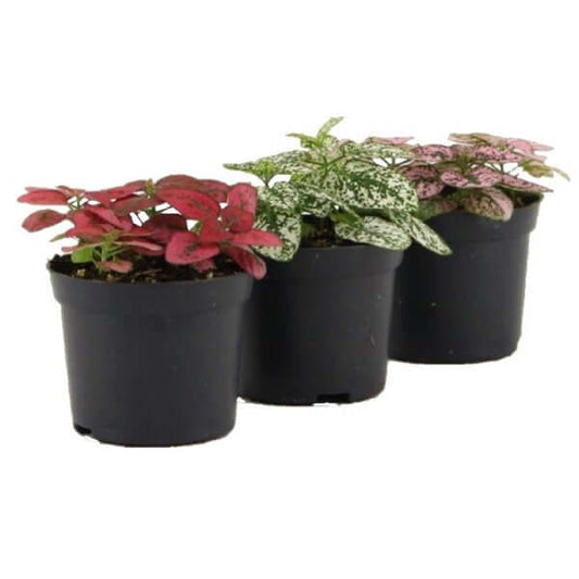 Polka Dot Plant, Hypoestes Phyllostachya indoor - www.Greenie.ae Buy online Best and Healthy Plants and quality products guarantee in Dubai Plants Shop in Dubai Abu Dhabi all over UAE Plants near me Fresh Plants in Dubai where to buy plants in UAE - Greenie.ae