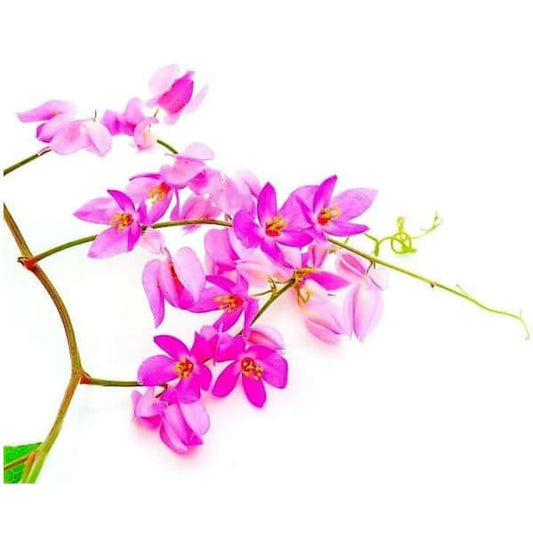 Antigonon Leptopus, Coral vine, Mexican Creeper - www.Greenie.ae Buy online Best and Healthy Plants and quality products guarantee in Dubai Plants Shop in Dubai Abu Dhabi all over UAE Plants near me Fresh Plants in Dubai where to buy plants in UAE - Greenie.ae