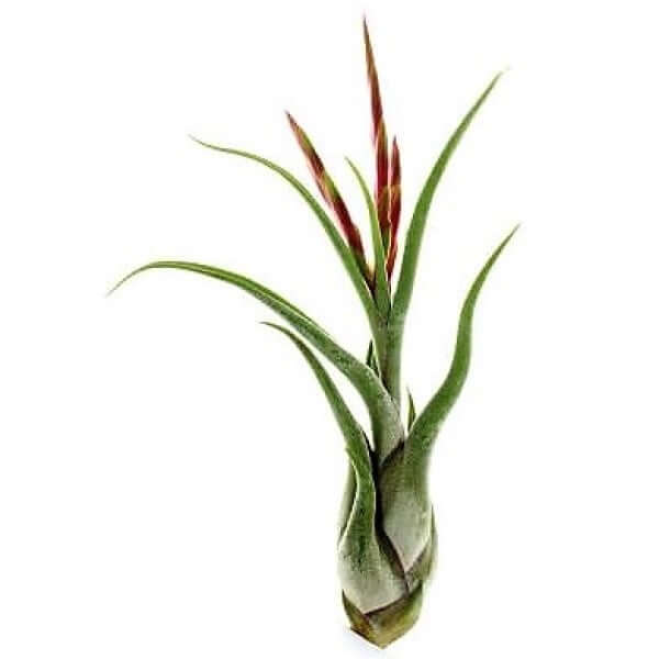 Tillandsia Caput-Medusae - www.Greenie.ae Buy online Best and Healthy Plants and quality products guarantee in Dubai Plants Shop in Dubai Abu Dhabi all over UAE Plants near me Fresh Plants in Dubai where to buy plants in UAE - Greenie.ae