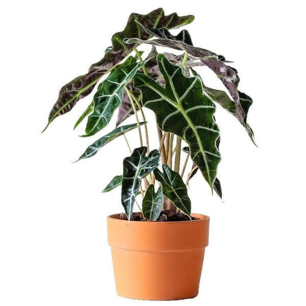 Alocasia Polly ,Elephant Ear, African Shield - www.Greenie.ae Buy online Best and Healthy Plants and quality products guarantee in Dubai Plants Shop in Dubai Abu Dhabi all over UAE Plants near me Fresh Plants in Dubai where to buy plants in UAE - Greenie.ae