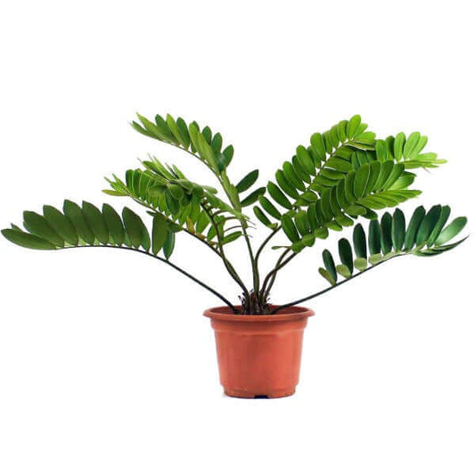 Cardboard Palm, Zamia Furfuracea - www.Greenie.ae Buy online Best and Healthy Plants and quality products guarantee in Dubai Plants Shop in Dubai Abu Dhabi all over UAE Plants near me Fresh Plants in Dubai where to buy plants in UAE - Greenie.ae