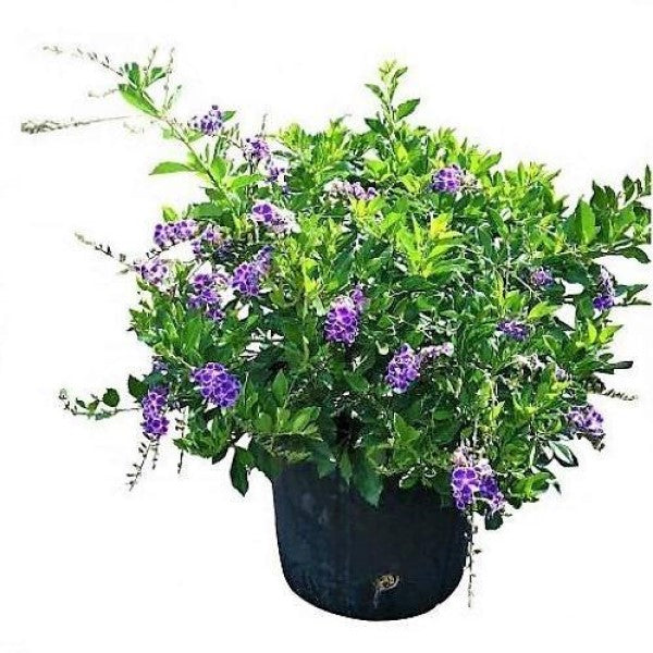 Duranta Repens, Golden Dew Drop, Sky Flower, Pigeon Berry - www.Greenie.ae Buy online Best and Healthy Plants and quality products guarantee in Dubai Plants Shop in Dubai Abu Dhabi all over UAE Plants near me Fresh Plants in Dubai where to buy plants in UAE - Greenie.ae