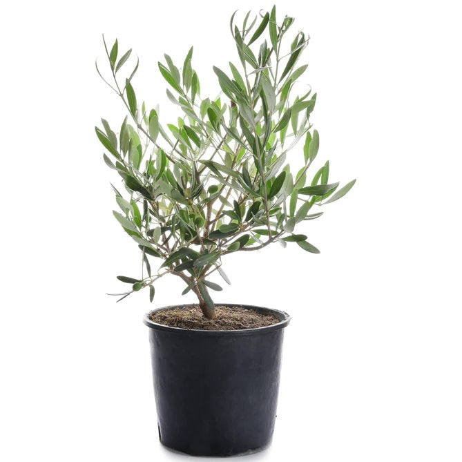 Olive Dwarf Indoor - Olive Bonsai