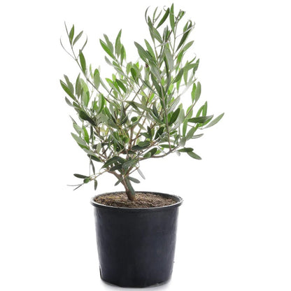 Olive Dwarf Indoor - Olive Bonsai