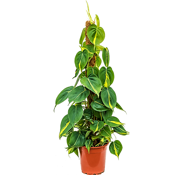 Scindapsus Brasil - www.Greenie.ae Buy online Best and Healthy Plants and quality products guarantee in Dubai Plants Shop in Dubai Abu Dhabi all over UAE Plants near me Fresh Plants in Dubai where to buy plants in UAE - Greenie.ae