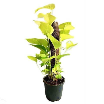 Scindapsus Golden, Golden Money Plant - www.Greenie.ae Buy online Best and Healthy Plants and quality products guarantee in Dubai Plants Shop in Dubai Abu Dhabi all over UAE Plants near me Fresh Plants in Dubai where to buy plants in UAE - Greenie.ae