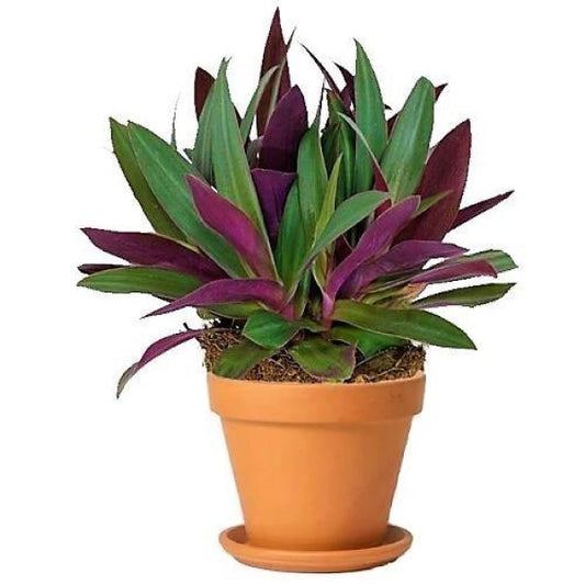 Rhoeo Discolor, Moses In The Cradle (small) - www.Greenie.ae Buy online Best and Healthy Plants and quality products guarantee in Dubai Plants Shop in Dubai Abu Dhabi all over UAE Plants near me Fresh Plants in Dubai where to buy plants in UAE - Greenie.ae