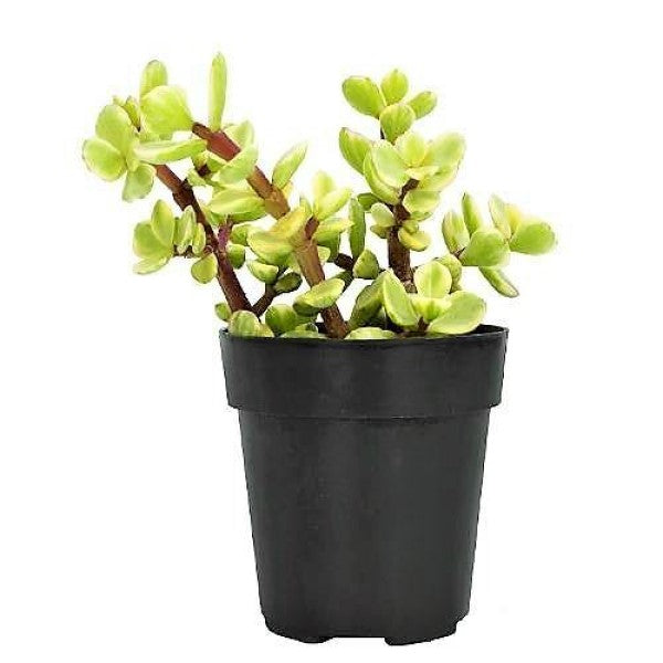 Portulacaria Afra, Elephant Bush - www.Greenie.ae Buy online Best and Healthy Plants and quality products guarantee in Dubai Plants Shop in Dubai Abu Dhabi all over UAE Plants near me Fresh Plants in Dubai where to buy plants in UAE - Greenie.ae