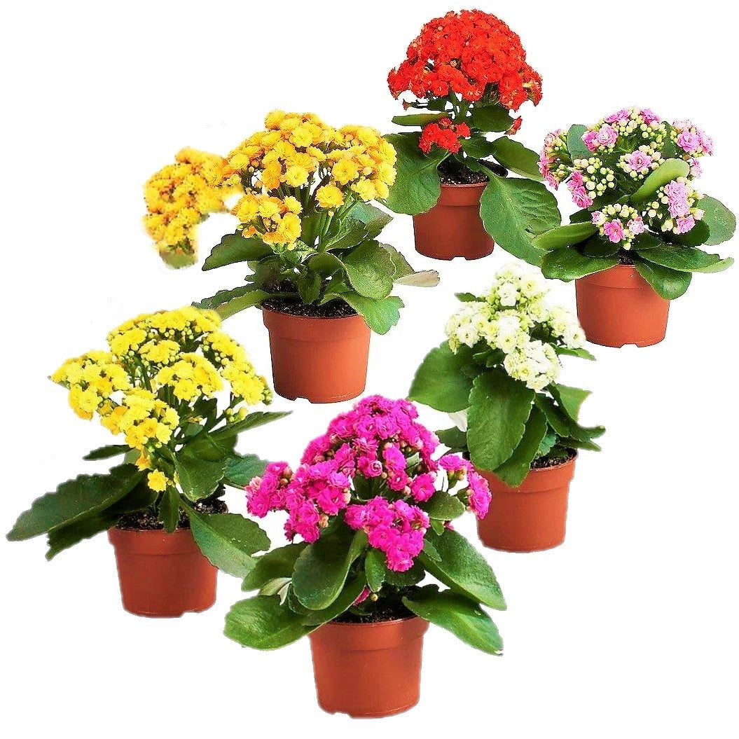 Flaming Katy, Kalanchoe blossfeldiana, indoor - www.Greenie.ae Buy online Best and Healthy Plants and quality products guarantee in Dubai Plants Shop in Dubai Abu Dhabi all over UAE Plants near me Fresh Plants in Dubai where to buy plants in UAE - Greenie.ae