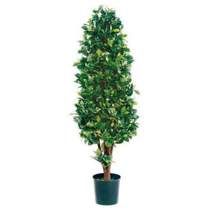 Ficus Diversifolia Cone Shape - www.Greenie.ae Buy online Best and Healthy Plants and quality products guarantee in Dubai Plants Shop in Dubai Abu Dhabi all over UAE Plants near me Fresh Plants in Dubai where to buy plants in UAE - Greenie.ae