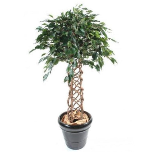 Ficus Panda Cage Shape - www.Greenie.ae Buy online Best and Healthy Plants and quality products guarantee in Dubai Plants Shop in Dubai Abu Dhabi all over UAE Plants near me Fresh Plants in Dubai where to buy plants in UAE - Greenie.ae