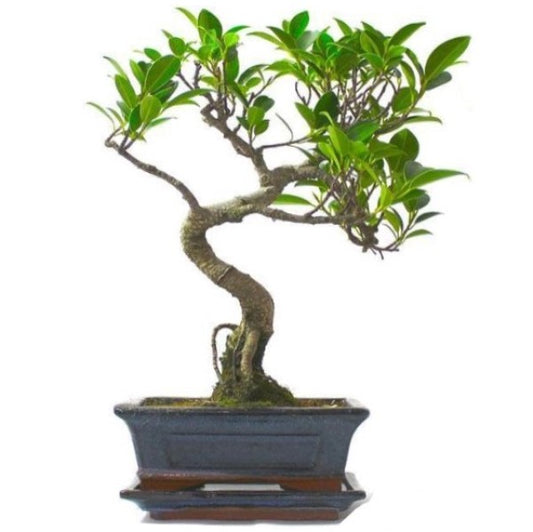 Ficus S Bonsai - www.Greenie.ae Buy online Best and Healthy Plants and quality products guarantee in Dubai Plants Shop in Dubai Abu Dhabi all over UAE Plants near me Fresh Plants in Dubai where to buy plants in UAE - Greenie.ae