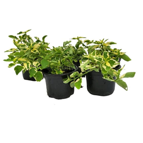 Asystasia Gangetica, Chinese Violet - www.Greenie.ae Buy online Best and Healthy Plants and quality products guarantee in Dubai Plants Shop in Dubai Abu Dhabi all over UAE Plants near me Fresh Plants in Dubai where to buy plants in UAE - Greenie.ae