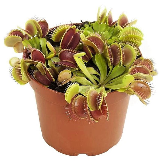 Venus Flytrap , Dionaea Muscipula - www.Greenie.ae Buy online Best and Healthy Plants and quality products guarantee in Dubai Plants Shop in Dubai Abu Dhabi all over UAE Plants near me Fresh Plants in Dubai where to buy plants in UAE - Greenie.ae