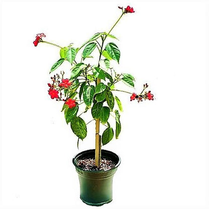 Jatropha Integerrima, Peregrine, Spicy Jatropha - www.Greenie.ae Buy online Best and Healthy Plants and quality products guarantee in Dubai Plants Shop in Dubai Abu Dhabi all over UAE Plants near me Fresh Plants in Dubai where to buy plants in UAE - Greenie.ae