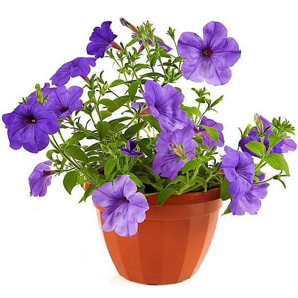 Ruellia Ciliosa, Wild Petunia (small) - www.Greenie.ae Buy online Best and Healthy Plants and quality products guarantee in Dubai Plants Shop in Dubai Abu Dhabi all over UAE Plants near me Fresh Plants in Dubai where to buy plants in UAE - Greenie.ae