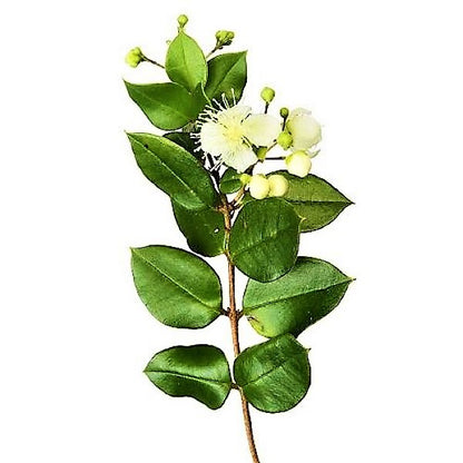 ‎Myrtle, Myrtus Communis - www.Greenie.ae Buy online Best and Healthy Plants and quality products guarantee in Dubai Plants Shop in Dubai Abu Dhabi all over UAE Plants near me Fresh Plants in Dubai where to buy plants in UAE - Greenie.ae