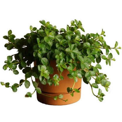 Peperomia Rotundifolia, Hope, Trailing Jade Plant