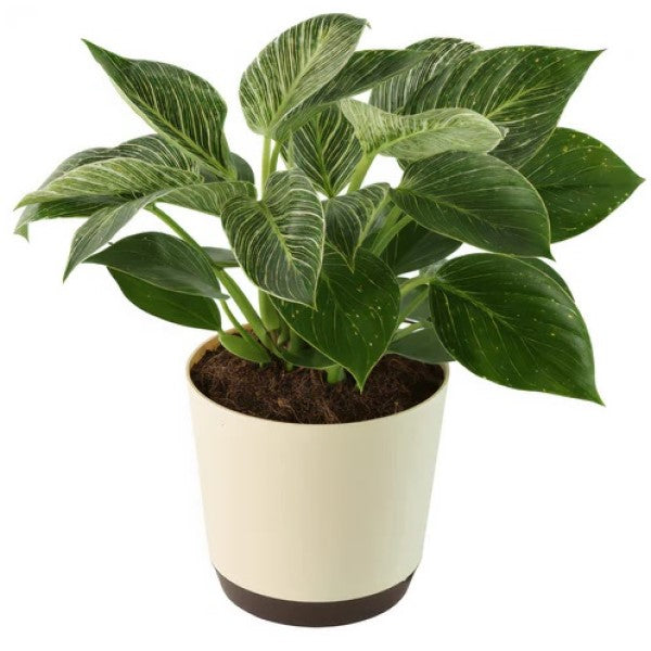 Philodendron Birkin