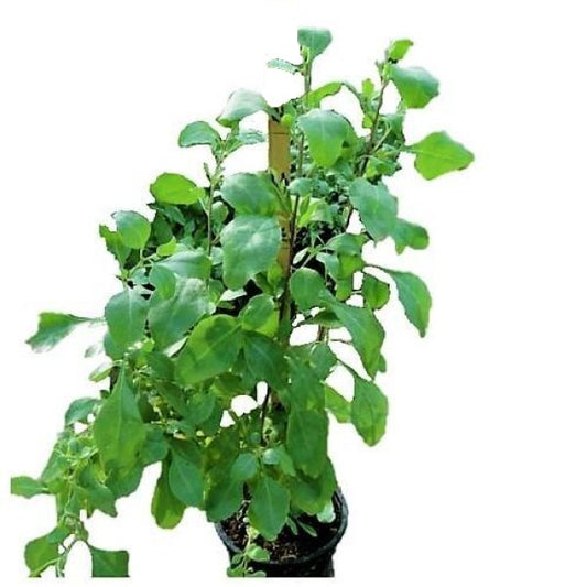 Atriplex Semibaccata, Berry SaltBush - www.Greenie.ae Buy online Best and Healthy Plants and quality products guarantee in Dubai Plants Shop in Dubai Abu Dhabi all over UAE Plants near me Fresh Plants in Dubai where to buy plants in UAE - Greenie.ae