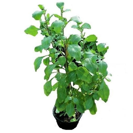 Atriplex semibaccata, Salt Bush - www.Greenie.ae Buy online Best and Healthy Plants and quality products guarantee in Dubai Plants Shop in Dubai Abu Dhabi all over UAE Plants near me Fresh Plants in Dubai where to buy plants in UAE - Greenie.ae