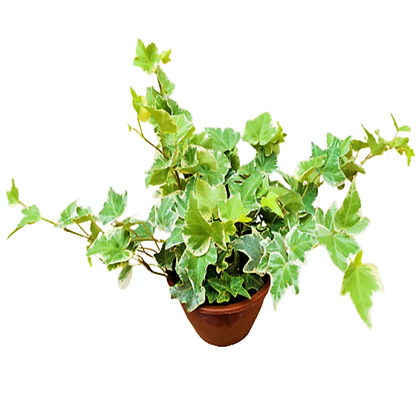 Hedera variegata, Variegated English Ivy - www.Greenie.ae Buy online Best and Healthy Plants and quality products guarantee in Dubai Plants Shop in Dubai Abu Dhabi all over UAE Plants near me Fresh Plants in Dubai where to buy plants in UAE - Greenie.ae