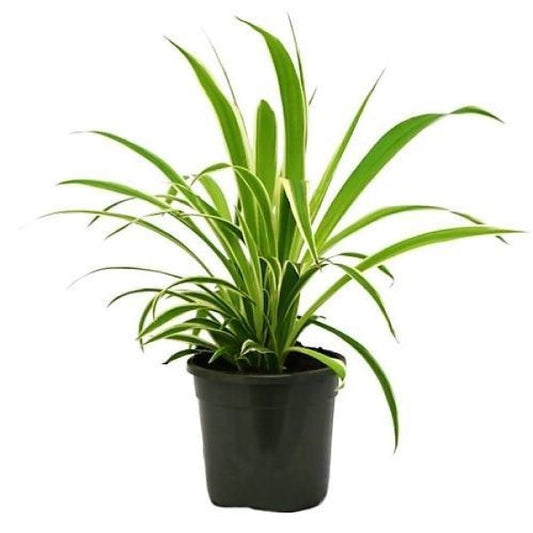 Dianella Tasmanica, Variegata, Tasman Flax-lily - www.Greenie.ae Buy online Best and Healthy Plants and quality products guarantee in Dubai Plants Shop in Dubai Abu Dhabi all over UAE Plants near me Fresh Plants in Dubai where to buy plants in UAE - Greenie.ae