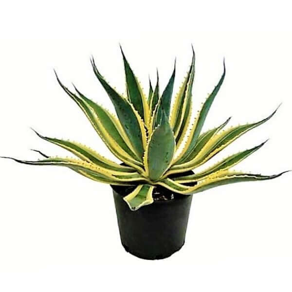 Agave americana marginata, Variegated Century Plant - www.Greenie.ae Buy online Best and Healthy Plants and quality products guarantee in Dubai Plants Shop in Dubai Abu Dhabi all over UAE Plants near me Fresh Plants in Dubai where to buy plants in UAE - Greenie.ae