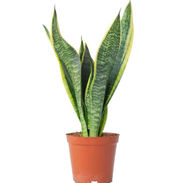 Snake Plant, Sansevieria Trifasciata, Laurentii, indoor