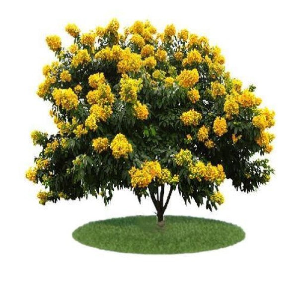 Cassia Bicapsularis, Butterfly bush - www.Greenie.ae Buy online Best and Healthy Plants and quality products guarantee in Dubai Plants Shop in Dubai Abu Dhabi all over UAE Plants near me Fresh Plants in Dubai where to buy plants in UAE - Greenie.ae