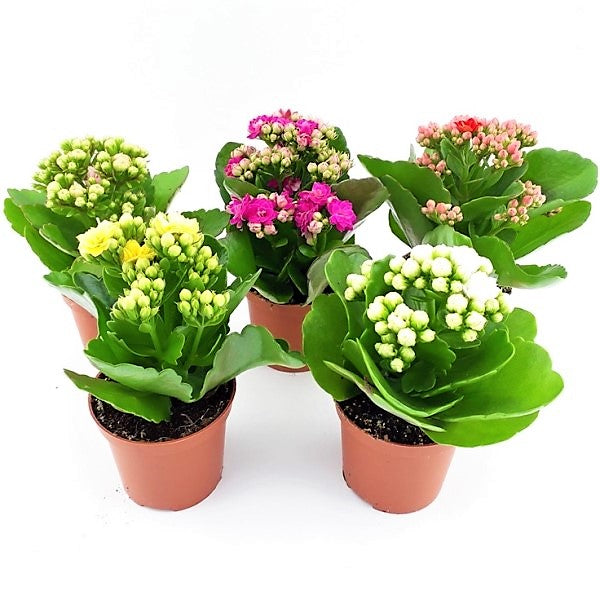 Flaming Katy, Kalanchoe blossfeldiana, indoor - www.Greenie.ae Buy online Best and Healthy Plants and quality products guarantee in Dubai Plants Shop in Dubai Abu Dhabi all over UAE Plants near me Fresh Plants in Dubai where to buy plants in UAE - Greenie.ae