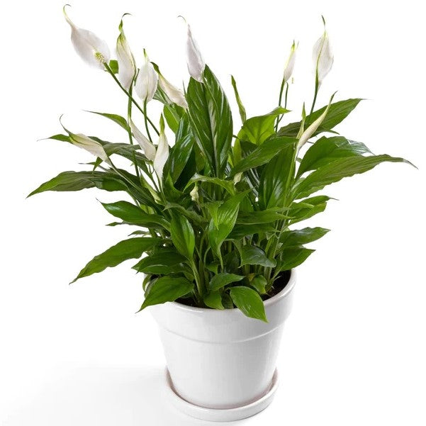 Peace Lily, Spathiphyllum