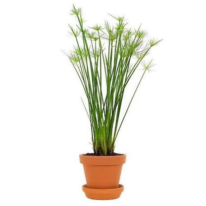 Cyperus Haspan, Dwarf Cyperus - www.Greenie.ae Buy online Best and Healthy Plants and quality products guarantee in Dubai Plants Shop in Dubai Abu Dhabi all over UAE Plants near me Fresh Plants in Dubai where to buy plants in UAE - Greenie.ae