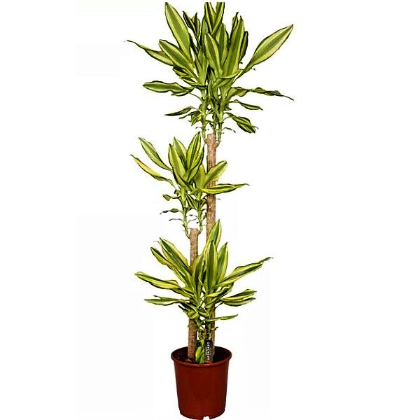 Dracaena Fragrans, Yellow Coast - www.Greenie.ae Buy online Best and Healthy Plants and quality products guarantee in Dubai Plants Shop in Dubai Abu Dhabi all over UAE Plants near me Fresh Plants in Dubai where to buy plants in UAE - Greenie.ae