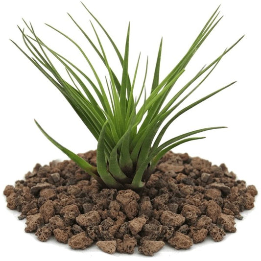 Air Plants Assorted Mix - www.Greenie.ae Buy online Best and Healthy Plants and quality products guarantee in Dubai Plants Shop in Dubai Abu Dhabi all over UAE Plants near me Fresh Plants in Dubai where to buy plants in UAE - Greenie.ae