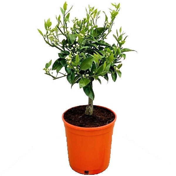 Citrus orange, Sinensis Spain Dubai UAE best online Plants