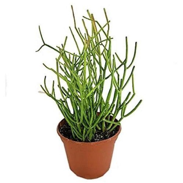 Euphorbia Tirucalli, Pencil Cactus - www.Greenie.ae Buy online Best and Healthy Plants and quality products guarantee in Dubai Plants Shop in Dubai Abu Dhabi all over UAE Plants near me Fresh Plants in Dubai where to buy plants in UAE - Greenie.ae