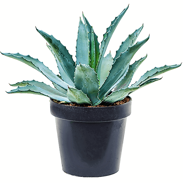 Agave americana , Century Plant - www.Greenie.ae Buy online Best and Healthy Plants and quality products guarantee in Dubai Plants Shop in Dubai Abu Dhabi all over UAE Plants near me Fresh Plants in Dubai where to buy plants in UAE - Greenie.ae