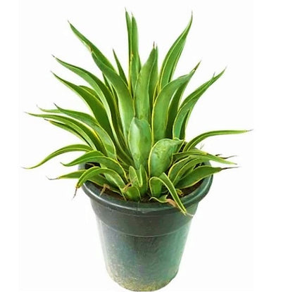 Agave Attenuata, Spineless Century Plant - www.Greenie.ae Buy online Best and Healthy Plants and quality products guarantee in Dubai Plants Shop in Dubai Abu Dhabi all over UAE Plants near me Fresh Plants in Dubai where to buy plants in UAE - Greenie.ae