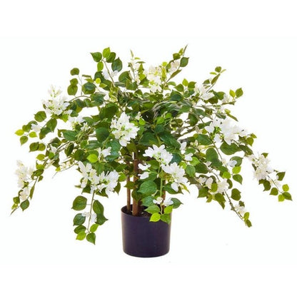 Bougainvillea Glabra White - www.Greenie.ae Buy online Best and Healthy Plants and quality products guarantee in Dubai Plants Shop in Dubai Abu Dhabi all over UAE Plants near me Fresh Plants in Dubai where to buy plants in UAE - Greenie.ae