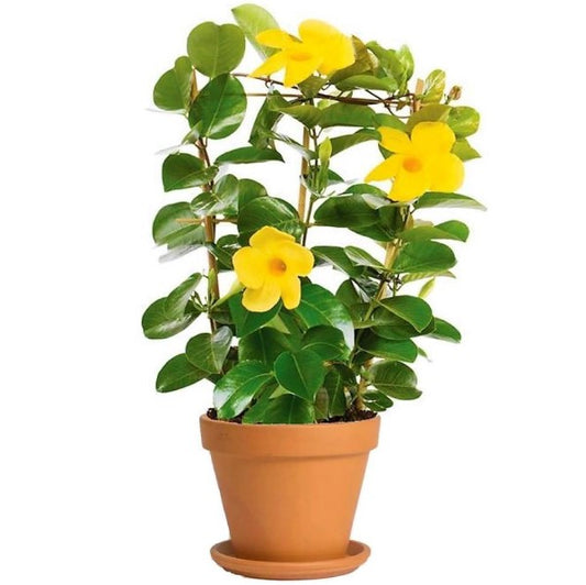 Yellow Bell Climber, Mandevilla Splendens - www.Greenie.ae Buy online Best and Healthy Plants and quality products guarantee in Dubai Plants Shop in Dubai Abu Dhabi all over UAE Plants near me Fresh Plants in Dubai where to buy plants in UAE - Greenie.ae