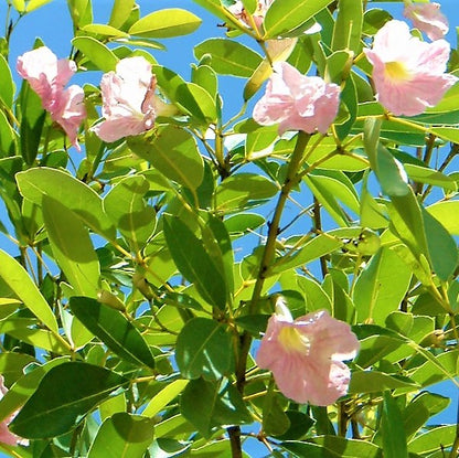 Trumpet Tree, Tabebuia pentaphylla, Tabebuia Rosea - www.Greenie.ae Buy online Best and Healthy Plants and quality products guarantee in Dubai Plants Shop in Dubai Abu Dhabi all over UAE Plants near me Fresh Plants in Dubai where to buy plants in UAE - Greenie.ae